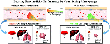 Graphical abstract: Boosting nanomedicine performance by conditioning macrophages with methyl palmitate nanoparticles