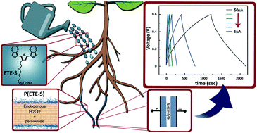 Graphical abstract: Biohybrid plants with electronic roots via in vivo polymerization of conjugated oligomers