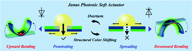 Graphical abstract: Biomimetic Janus photonic soft actuator with structural color self-reporting