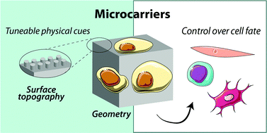 Graphical abstract: Hipster microcarriers: exploring geometrical and topographical cues of non-spherical microcarriers in biomedical applications