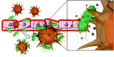 Graphical abstract: Enhanced antibacterial function of a supramolecular artificial receptor-modified macrophage (SAR-Macrophage)