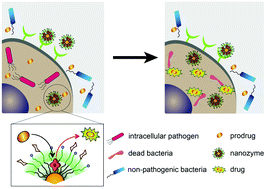 Graphical abstract: Selective treatment of intracellular bacterial infections using host cell-targeted bioorthogonal nanozymes