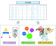 Graphical abstract: Deciphering the architecture and interactome of hnRNP proteins and enigmRBPs