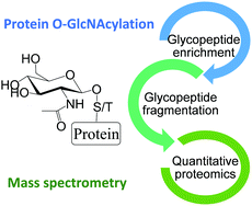 Graphical abstract: MS-based proteomics for comprehensive investigation of protein O-GlcNAcylation