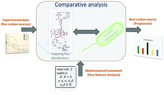 Graphical abstract: Propionate as the preferred carbon source to produce 3-indoleacetic acid in B. subtilis: comparative flux analysis using five carbon sources