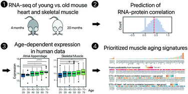 Graphical abstract: Transcriptome features of striated muscle aging and predictability of protein level changes