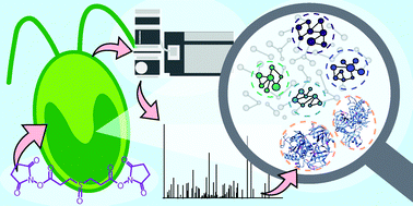 Graphical abstract: Crosslinking mass spectrometry unveils novel interactions and structural distinctions in the model green alga Chlamydomonas reinhardtii
