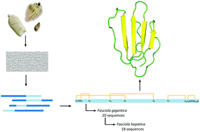 Graphical abstract: In silico characterisation of the complete Ly6 protein family in Fasciola gigantica supported through transcriptomics of the newly-excysted juveniles