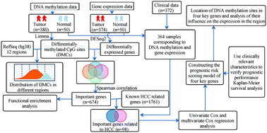 Graphical abstract: The effect of key DNA methylation in different regions on gene expression in hepatocellular carcinoma