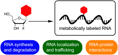 Graphical abstract: Interrogating the transcriptome with metabolically incorporated ribonucleosides