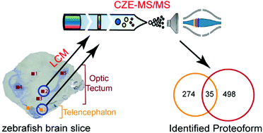 Graphical abstract: Laser capture microdissection-capillary zone electrophoresis-tandem mass spectrometry (LCM-CZE-MS/MS) for spatially resolved top-down proteomics: a pilot study of zebrafish brain