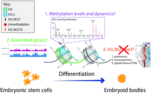 Graphical abstract: Multi-omic profiling of histone variant H3.3 lysine 27 methylation reveals a distinct role from canonical H3 in stem cell differentiation