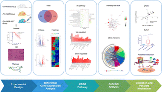 Graphical abstract: RNA-seq-based transcriptome analysis of the anti-inflammatory effect of artesunate in the early treatment of the mouse cerebral malaria model