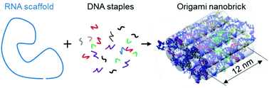 Graphical abstract: A mini DNA–RNA hybrid origami nanobrick