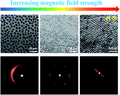 Graphical abstract: Influence of size polydispersity on magnetic field tunable structures in magnetic nanofluids containing superparamagnetic nanoparticles