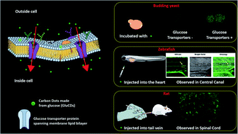 Graphical abstract: Crossing the blood–brain barrier with carbon dots: uptake mechanism and in vivo cargo delivery