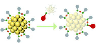 Graphical abstract: Ligand exchange reactions on thiolate-protected gold nanoclusters