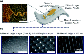 Graphical abstract: A porous PDMS pulsewave sensor with haircell structures for water vapor transmission rate and signal-to-noise ratio enhancement