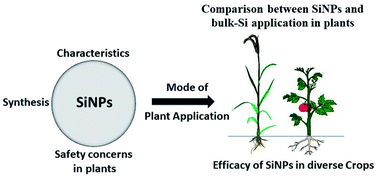 Graphical abstract: Silicon nanoparticles (SiNPs) in sustainable agriculture: major emphasis on the practicality, efficacy and concerns