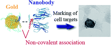 Graphical abstract: Gold labelling of a green fluorescent protein (GFP)-tag inside cells using recombinant nanobodies conjugated to 2.4 nm thiolate-coated gold nanoparticles