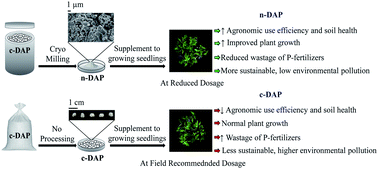 Graphical abstract: Cryo-milled nano-DAP for enhanced growth of monocot and dicot plants