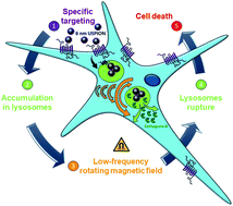 Graphical abstract: Magneto-mechanical destruction of cancer-associated fibroblasts using ultra-small iron oxide nanoparticles and low frequency rotating magnetic fields