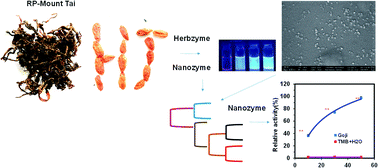 Graphical abstract: Nano-evolution and protein-based enzymatic evolution predicts novel types of natural product nanozymes of traditional Chinese medicine: cases of herbzymes of Taishan-Huangjing (Rhizoma polygonati) and Goji (Lycium chinense)