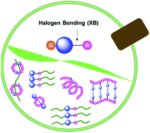 Graphical abstract: Halogen bonding regulated functional nanomaterials