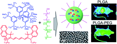Graphical abstract: Counterion-insulated near-infrared dyes in biodegradable polymer nanoparticles for in vivo imaging