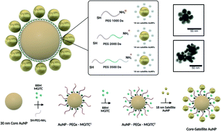 Graphical abstract: Synthesis of SERS-active core–satellite nanoparticles using heterobifunctional PEG linkers