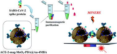 Graphical abstract: 3D hierarchically porous magnetic molybdenum trioxide@gold nanospheres as a nanogap-enhanced Raman scattering biosensor for SARS-CoV-2