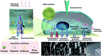 Graphical abstract: Cellular nanointerface of vertical nanostructure arrays and its applications