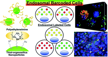 Graphical abstract: Analysis of cell–nanoparticle interactions and imaging of in vitro labeled cells showing barcorded endosomes using fluorescent thiol-organosilica nanoparticles surface-functionalized with polyethyleneimine
