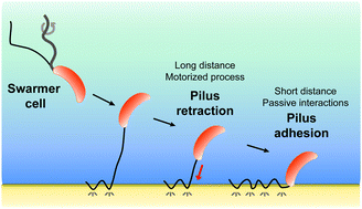 Graphical abstract: AFM force-clamp spectroscopy captures the nanomechanics of the Tad pilus retraction