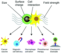 Graphical abstract: Iron oxide nanoparticles for immune cell labeling and cancer immunotherapy