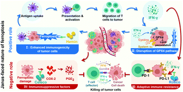 Graphical abstract: A self-amplifying nanodrug to manipulate the Janus-faced nature of ferroptosis for tumor therapy