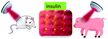 Graphical abstract: Innovative transdermal delivery of insulin using gelatin methacrylate-based microneedle patches in mice and mini-pigs