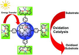 Graphical abstract: Synthesis of a light-harvesting ruthenium porphyrin complex substituted with BODIPY units. Implications for visible light-promoted catalytic oxidations
