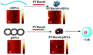 Graphical abstract: Properties of polyplexes formed between a cationic polymer derived from l-arabinitol and nucleic acids