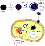 Graphical abstract: Sitosterol-fabricated chitosan nanocomplex induces apoptotic cell death through mitochondrial dysfunction in lung cancer animal model: an enhanced synergetic drug delivery system for lung cancer therapy