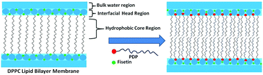 Graphical abstract: Exploring the biophysical interaction of 3-pentadecylphenol with the head group region of a lipid membrane using fisetin as an interfacial membrane probe