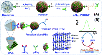 Graphical abstract: Prussian blue-doped PAMAM dendrimer nanospheres for electrochemical immunoassay of human plasma cardiac troponin I without enzymatic amplification