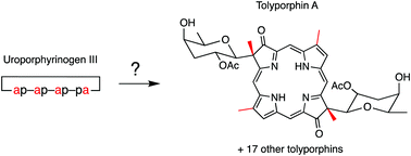 Graphical abstract: Considerations of the biosynthesis and molecular diversity of tolyporphins