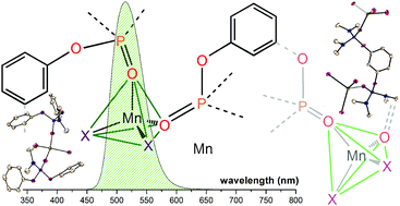 Graphical abstract: Manganese(ii) bromo- and iodo-complexes with phosphoramidate and phosphonate ligands: synthesis, characterization and photoluminescence