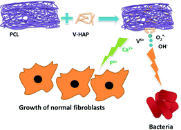 Graphical abstract: Polycaprolactone-based antibacterial nanofibrous scaffolds containing vanadium/hydroxyapatite and their morphology, mechanical properties, and in vitro studies