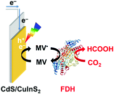 Graphical abstract: Photoelectrochemical reduction of CO2 to formate over a hybrid system of CuInS2 photocathode and formate dehydrogenase under visible-light irradiation
