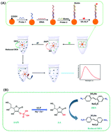 Graphical abstract: Highly sensitive fluorescence detection of tobacco mosaic virus RNA based on disodium 4,4′-diazidostilbene-2,2′-disulfonate tetrahydrate in situ reaction