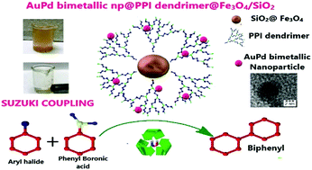 Graphical abstract: Synthesis of ultrafine AuPd bimetallic nanoparticles using a magnetite-cored poly(propyleneimine) dendrimer template and its sustainable catalysis of the Suzuki coupling reaction