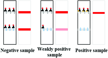 Graphical abstract: Development of enzyme linked immunosorbent assay and lateral flow immunoassay for the rapid detection of dapsone in milk