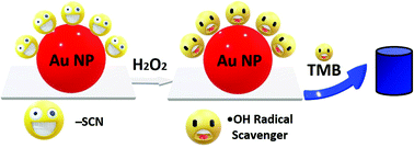 Graphical abstract: Strong nanozymatic activity of thiocyanate capped gold nanoparticles: an enzyme–nanozyme cascade reaction based dual mode ethanol detection in saliva